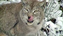 Neues Luchs-M&auml;nnchen im Pforzheimer Wildpark