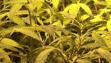Marihuana-Plantage in Karlsruhe entdeckt