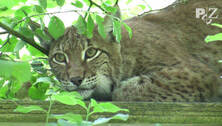 Neue Luchsdame im Wildpark