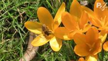 Fr&uuml;hling