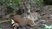 Zuwachs im Pforzheimer Wildpark: Drei flauschige Luchsbabys