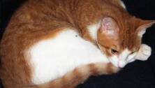 Kater geh&auml;utet: 11-j&auml;hrige erleidet Schock