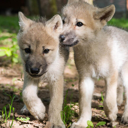 Nachwuchs im Wolfspark