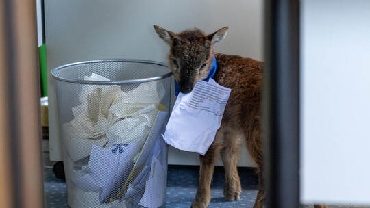 Lamm Henry Rathaus Enzklösterle