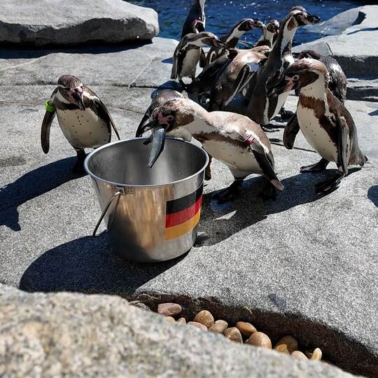 WM-Orakel - Pinguine im Luisenpark in Mannheim