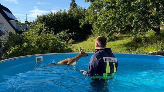 Ein Feuerwehrmann rettet ein Rehkitz aus einem Pool