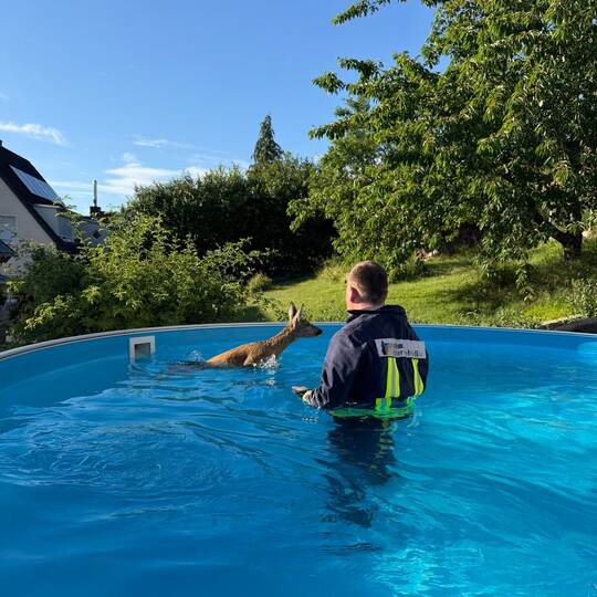 Ein Feuerwehrmann rettet ein Rehkitz aus einem Pool
