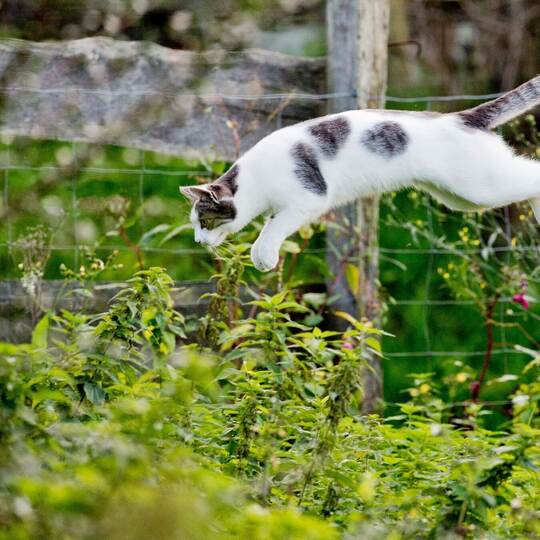 Katze im Garten