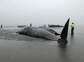 Die jungen Bullen verendeten rund zwei Kilometer vor dem Deich in Höhe Kaiser-Wilhelm-Koog. Foto: Hendrik Brunckhorst/LK Die jungen Bullen verendeten rund zwei Kilometer vor dem Deich in Höhe Kaiser-Wilhelm-Koog. Foto: Hendrik Brunckhorst/LK