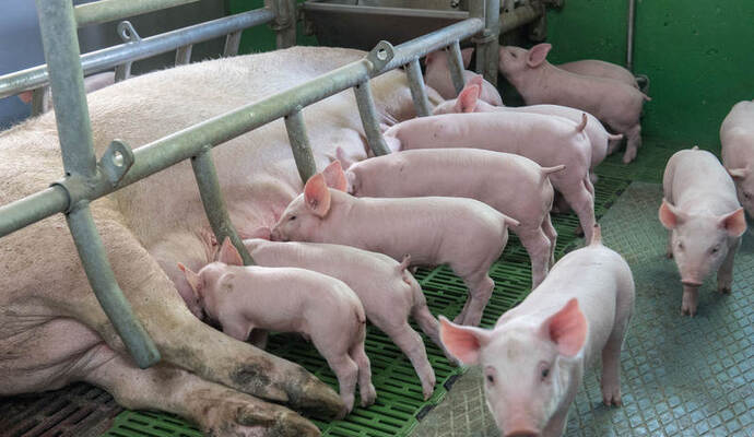 Wenn die letzte Sau den Hof verlässt - Pforzheimer Zeitung