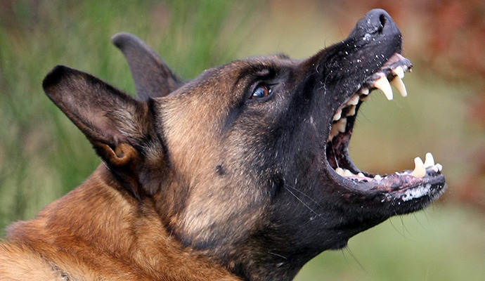 Zwei Schäferhunde beißen Hund tot Pfefferspray verhindert neue