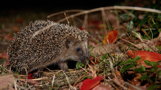 Citizen Science Projekt: Mitmachen bei der Igel-Challenge!
