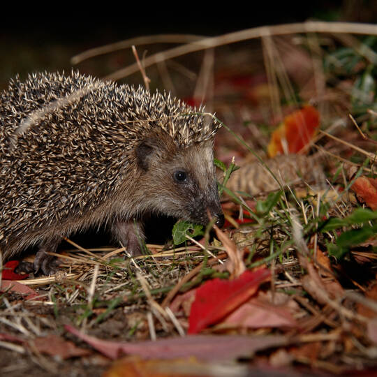 Citizen Science Projekt: Mitmachen bei der Igel-Challenge!
