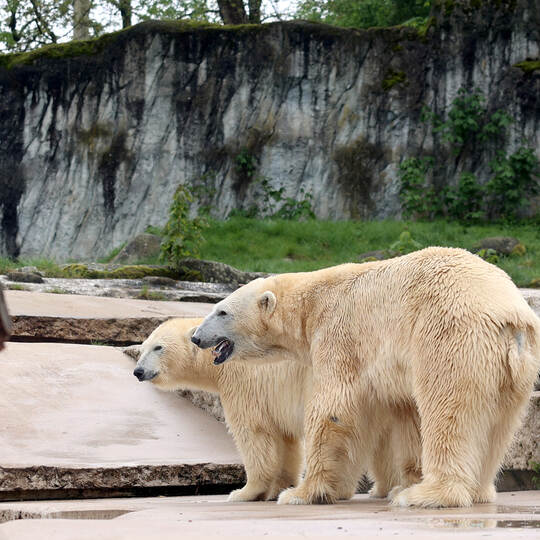 Eisbären