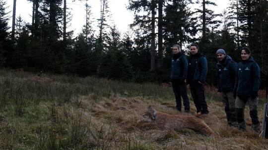 Nach Tod von Luchsin Finja - Katze «Verena» ausgewildert
