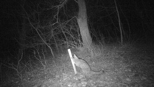Dieses Nachtsichtbild zeigt eine Wildkatze an einem Lockstock im Naturpark Stromberg-Heuchelberg. Aufnahmen wie diese sind selte