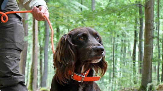 Wachtelhunde werden bei der Jagd eingesetzt und gelten als freundlich und lebhaft. picture alliance/dpa, Peter Zschunke Försterin Anne-Sophie Knop