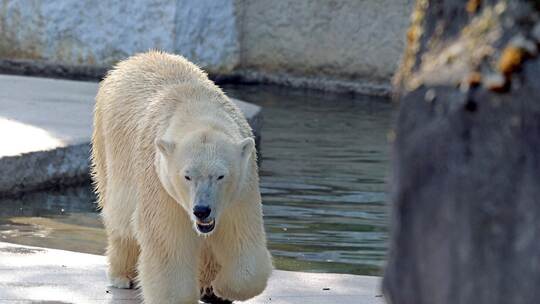 Eisbärin Nuka im Karlsruher Zoo