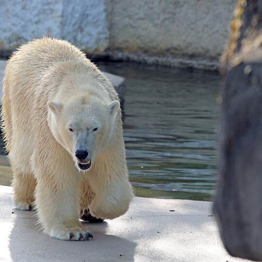 Eisbärin Nuka im Karlsruher Zoo