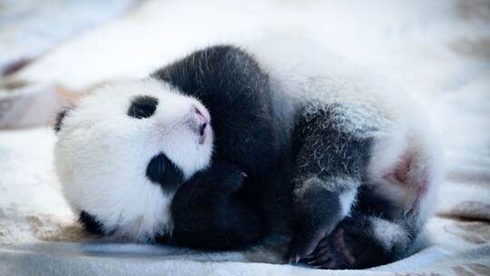 Panda-Nachwuchs im Zoo Berlin Panda-Nachwuchs im Zoo Berlin