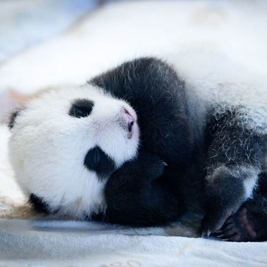 Panda-Nachwuchs im Zoo Berlin