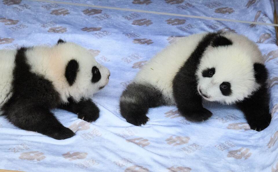 Panda-Zwillinge im Berliner Zoo Panda-Zwillinge im Berliner Zoo