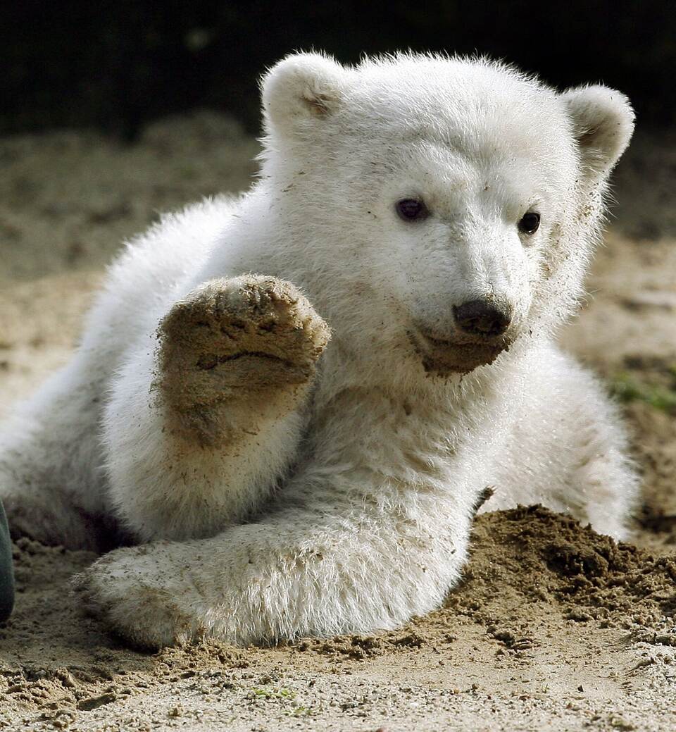 Eisbär Knut Eisbär Knut