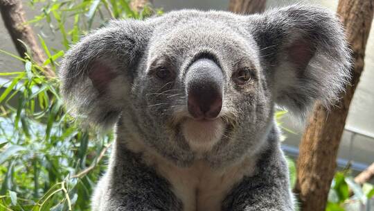 Koala-Nachwuchs in Stuttgart