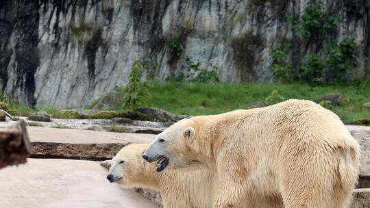 Nuka und Kap im April im Karlsruher Zoo: Mindestens eines ihrer im November geborenen zwei Babys ist noch am Leben, der Zoo vors Eisbären