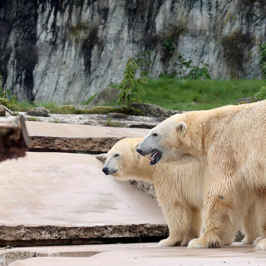 Eisbären