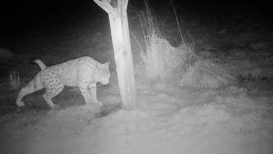 Welche Luchskatze könnte ihm widerstehen? Der seit Jahren im Nordschwarzwald heimische Luchs Toni ist in Top-Form, wie dieses ak