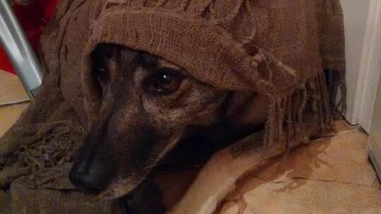 Sie verkriecht sich und zittert vor Angst: Nicht nur für Hündin Betty bei der Familie Krüger aus Göbrichen ist die Silvesternach