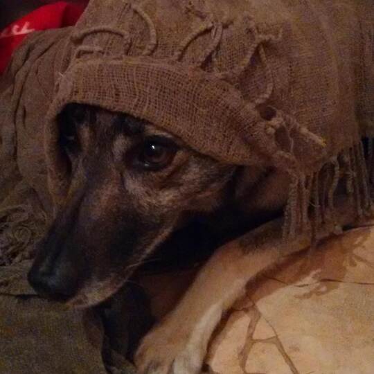 Sie verkriecht sich und zittert vor Angst: Nicht nur für Hündin Betty bei der Familie Krüger aus Göbrichen ist die Silvesternach