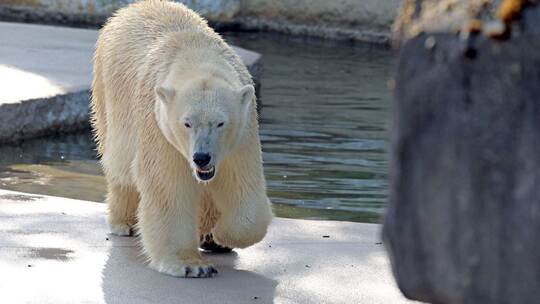 Eisbärin Nuka im Karlsruher Zoo