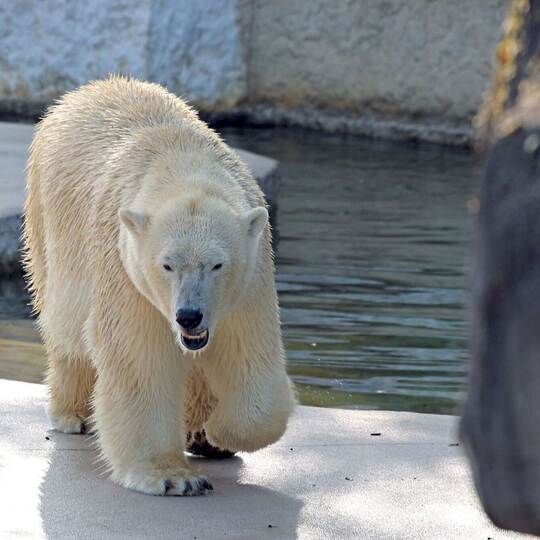 Eisbärin Nuka im Karlsruher Zoo