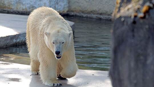 Eisbärin Nuka im Karlsruher Zoo Eisbärin Nuka im Karlsruher Zoo