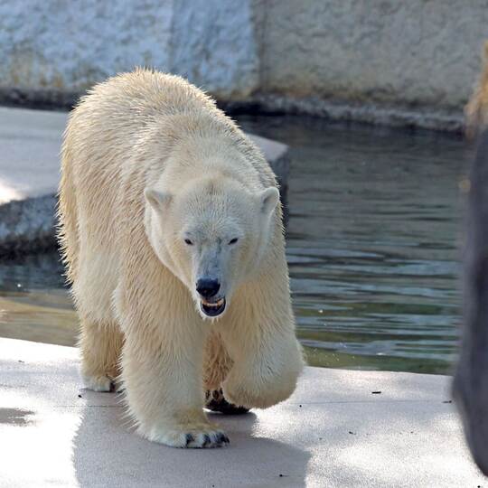 Eisbärin Nuka im Karlsruher Zoo