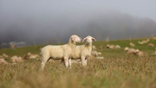 Schafe auf einer Weide
