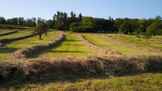 Schwaden auf einer Mähwiese bei Keltern: Dieser Lebensraum hat sich aus Jahrhunderten der Subsistenzwirtschaft – also vorrangig