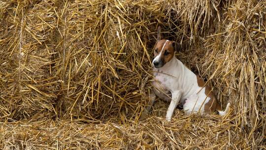 Hund im Stroh Hund im Stroh