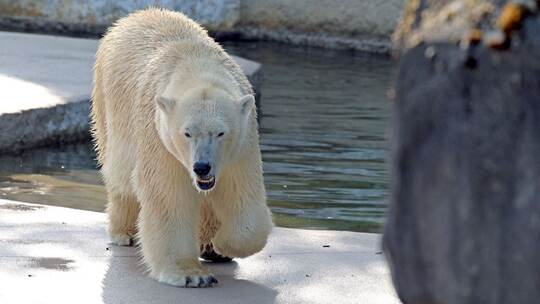 Eisbärin Nuka im Karlsruher Zoo
