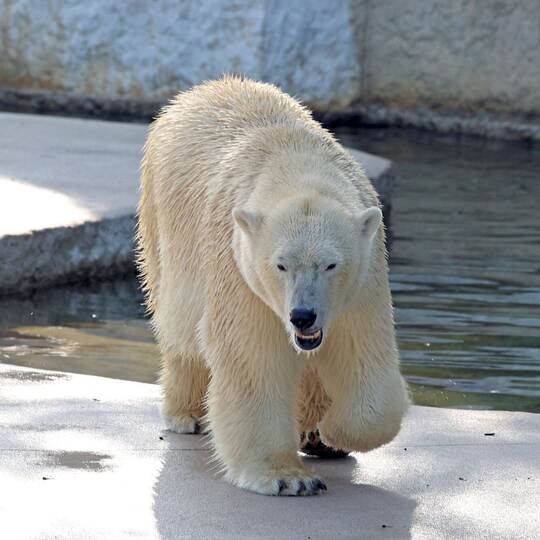 Eisbärin Nuka im Karlsruher Zoo
