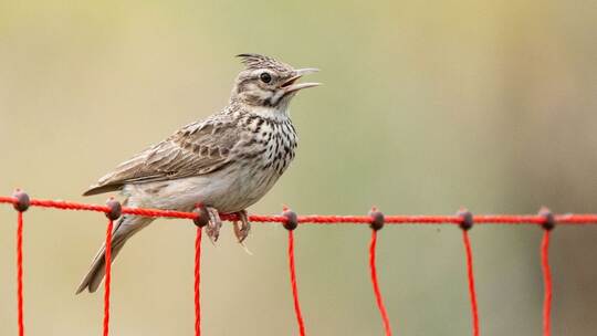 Haubenlerche auf einem Zaun