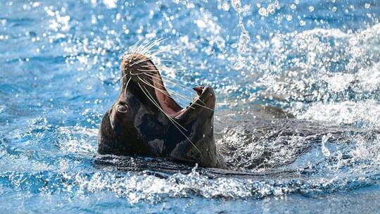 Seehund in der Wilhelma