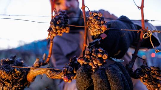 Eisweinlese im Januar