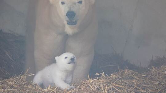 Eisbärnachwuchs im Karlsruher Zoo Eisbärnachwuchs im Karlsruher Zoo