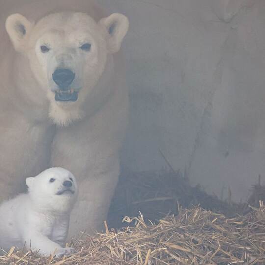 Eisbärnachwuchs im Karlsruher Zoo Eisbärnachwuchs im Karlsruher Zoo