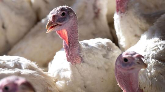 Putenhaltung Putenhaltung