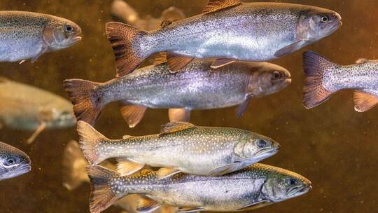 Regenbogenforellen Regenbogenforellen