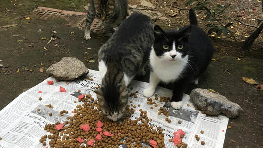 Tierliebe Türkei - Straßenkatzen